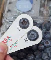 Fresh Fruit Blueberries 125g pint punnets Export Quality Air freight Direct Farms