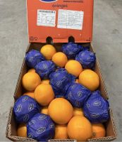 Fresh Valencia Oranges - South Africa Peak Season