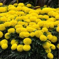 marigold hybrid flower seed