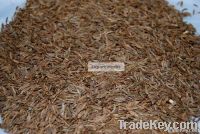 Caraway Seed