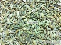 Fennel Seed