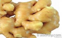 wahed ginger and air-dry ginger