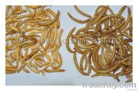 Natural Bird And Fish Food Mealworm