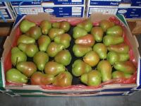 Fresh Apples, Fresh Bananas, Fresh Oranges, Fresh Mangoes, Fresh Pineapples