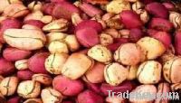 Red Kola Nut | Bitter Kola Nut