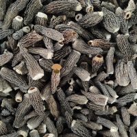 Dehydrated dried morel mushroom morchella esculenta conica