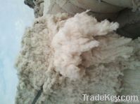 Cotton Waste