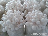 white beech mushroom