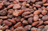 Best Quality Roasted Cocoa Beans