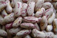 Kidney Beans (White | Red | Light Speckled | Black | Purple Speckled)