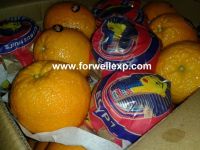 Fresh Navel Orange