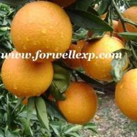 Fresh Navel Orange