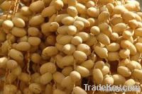 Egyptian Fresh Dates
