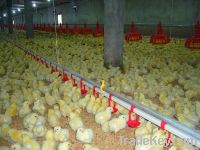 Nipple Drinking sytem for broilers and breeders