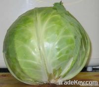 Cabbages