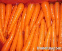 Carrot