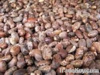 COSTOR SEEDS