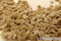 TOMATO SEEDS