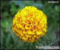 Marigold flower