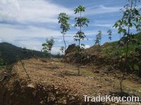 Plantation Technical Due Diligence