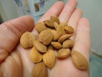 Apricot Kernels