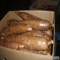 Fresh Cassava