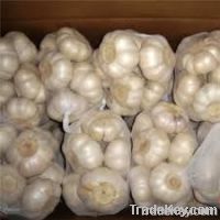 fresh garlic