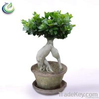 Ficus Ginseng Bonsai