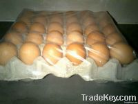 Fresh Eggs