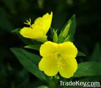 Evening Primrose Oil