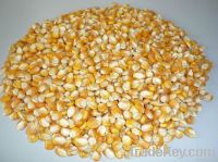 Maize | Maize Exporter | Corn Grain Seller | Maize Buyer | Bulk Maize Grain Importer | Corn bean Buyer | Corn bean Wholesaler | Corn Grain Manufacturer | Best Quality Corn Grain | Cheap Maize Supplier | Low Price Corn | Yellow Corn | White Cron | Baby Mai