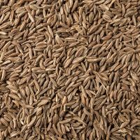 CARAWAY SEEDS