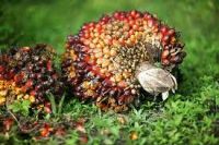 Fresh Fruit Bunches