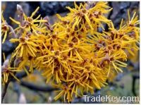 Witch Hazel Extract powder