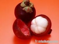 Mangosteen peel Extract