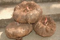 Manufacture Konjac extract powder