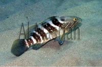 White Grouper ( Epinephelus Aenus )