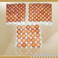 Fresh Chicken Eggs