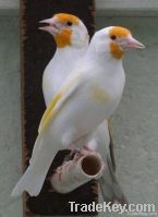 Live birds / Songbirds / canary's /finches