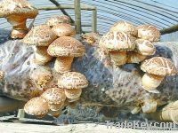 shiitake mushroom