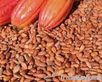 COCOA BEANS