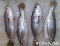 Frozen Yellow Croaker Fish