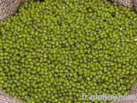 Green mung bean