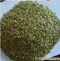 Dried Fennel seeds