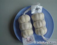 chinese new crop garlic for sale