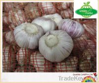 the most competitive garlic in china