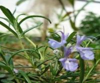 Rosemary Essential Oil