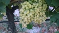 seedless grapes