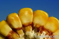 Yellow Corn | Yellow Maize