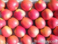 Fresh Red Apples